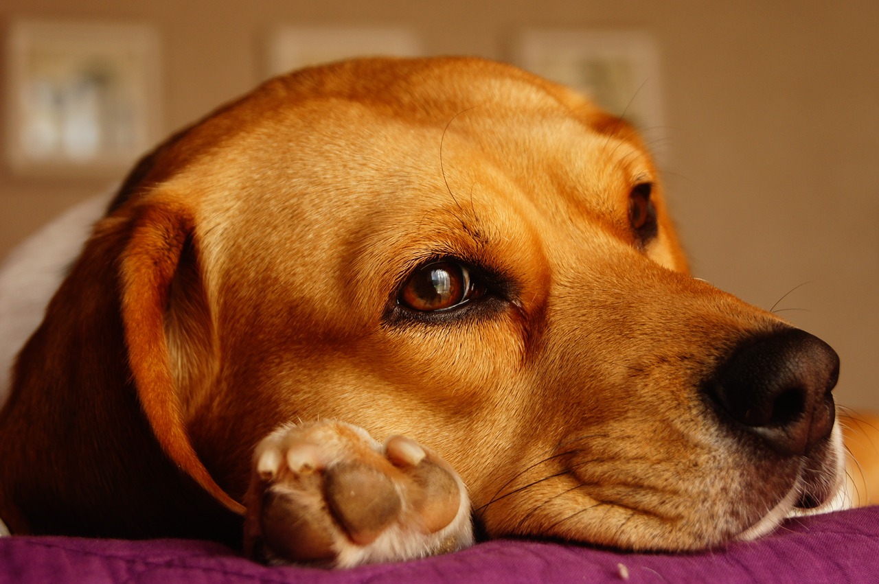Una Nuova Vita per gli Animali da Laboratorio