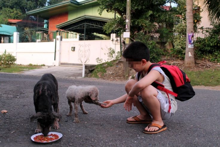 🐾 Salvataggio dei cani malati o in difficoltà