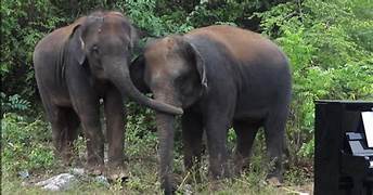 🐘 Dopo 20 anni di sfruttamento turistico, le elefantesse Ploy e Pwong Thong sono state salvate dal Boon Lott’s Elephant Sanctuary. Scopri la loro rinascita e perché i giovani possono fare la differenza nel turismo etico. 🌿