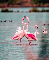 I fenicotteri che hanno scelto Venezia: quando la natura ci mostra che il cambiamento è possibile